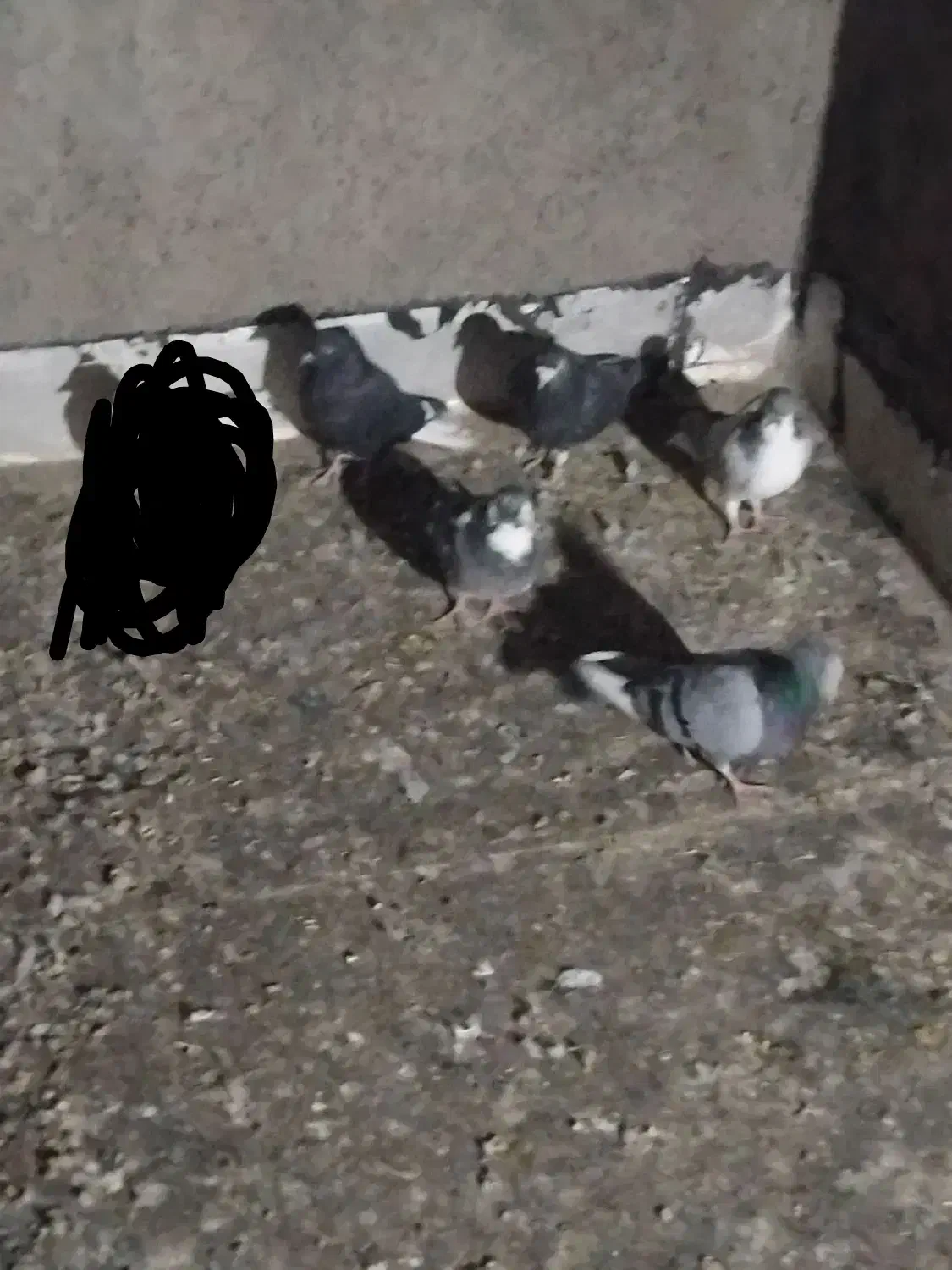 پنج عدد کبوتر پرشی|پرنده|اقبالیه, |دیوار