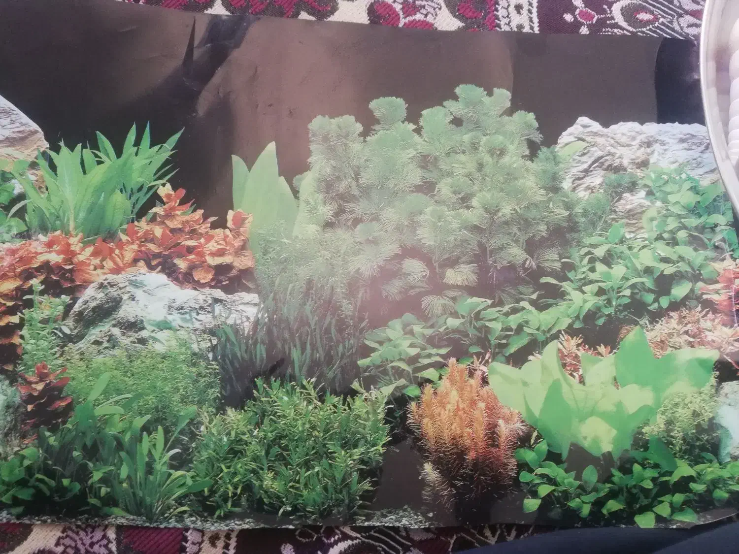 آکواریوم|ماهی|سقز, |دیوار