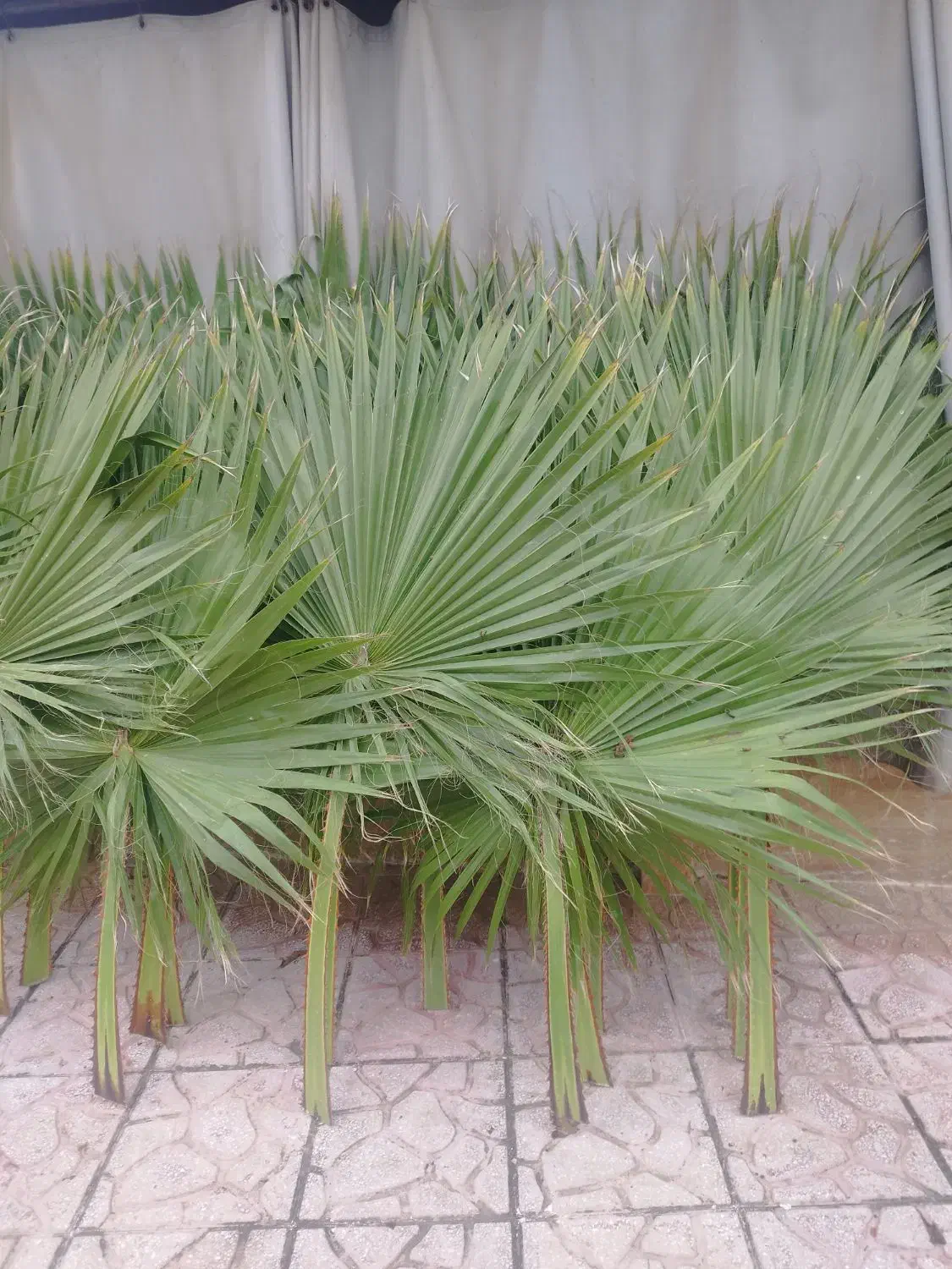 فروش برگ درخت پالم تازه و طبیعی|گل و گیاه طبیعی|شلمان, |دیوار