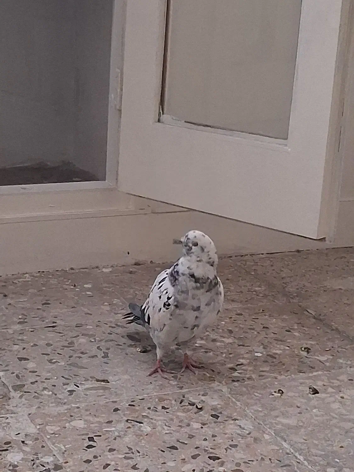 کبوتر پرشی|پرنده|ری, فیروزآبادی|دیوار