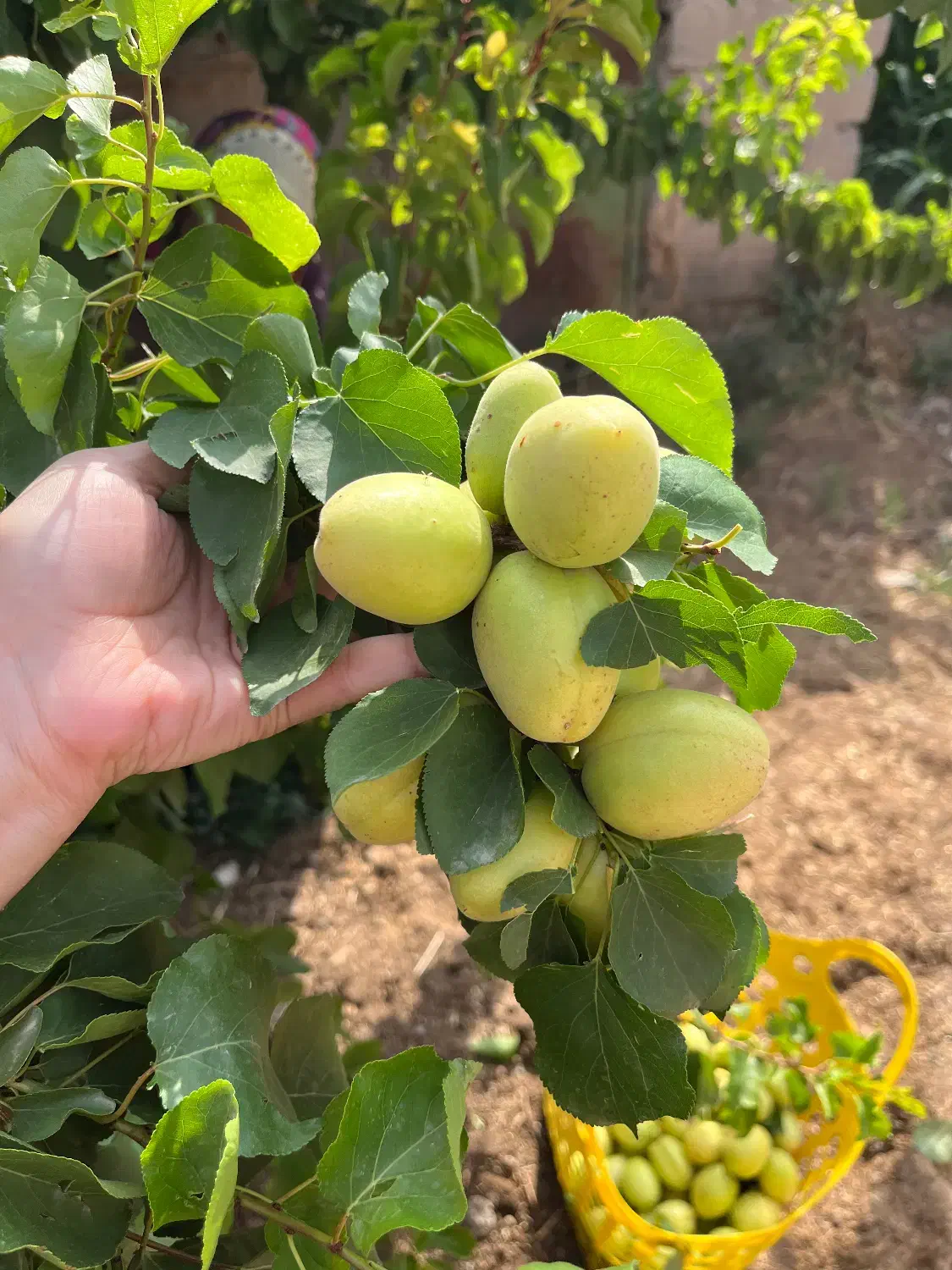 ۷۵۰متر خانه باغ جمیل آباد|فروش خانه و ویلا|بافت, |دیوار