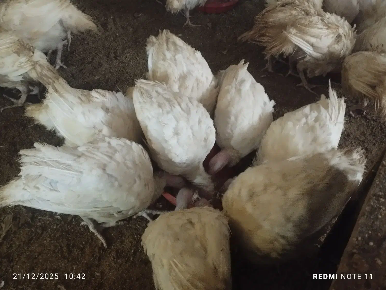 بوقلمون|حیوانات مزرعه|اهر, |دیوار