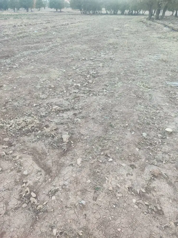 فروش زمین کشاورزی|فروش زمین و ملک کلنگی|ویسیان, |دیوار