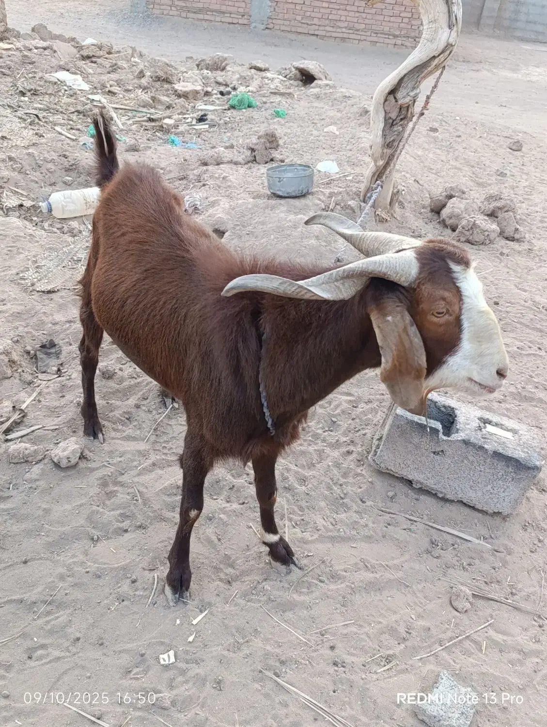 فروشی|حیوانات مزرعه|جازموریان, |دیوار