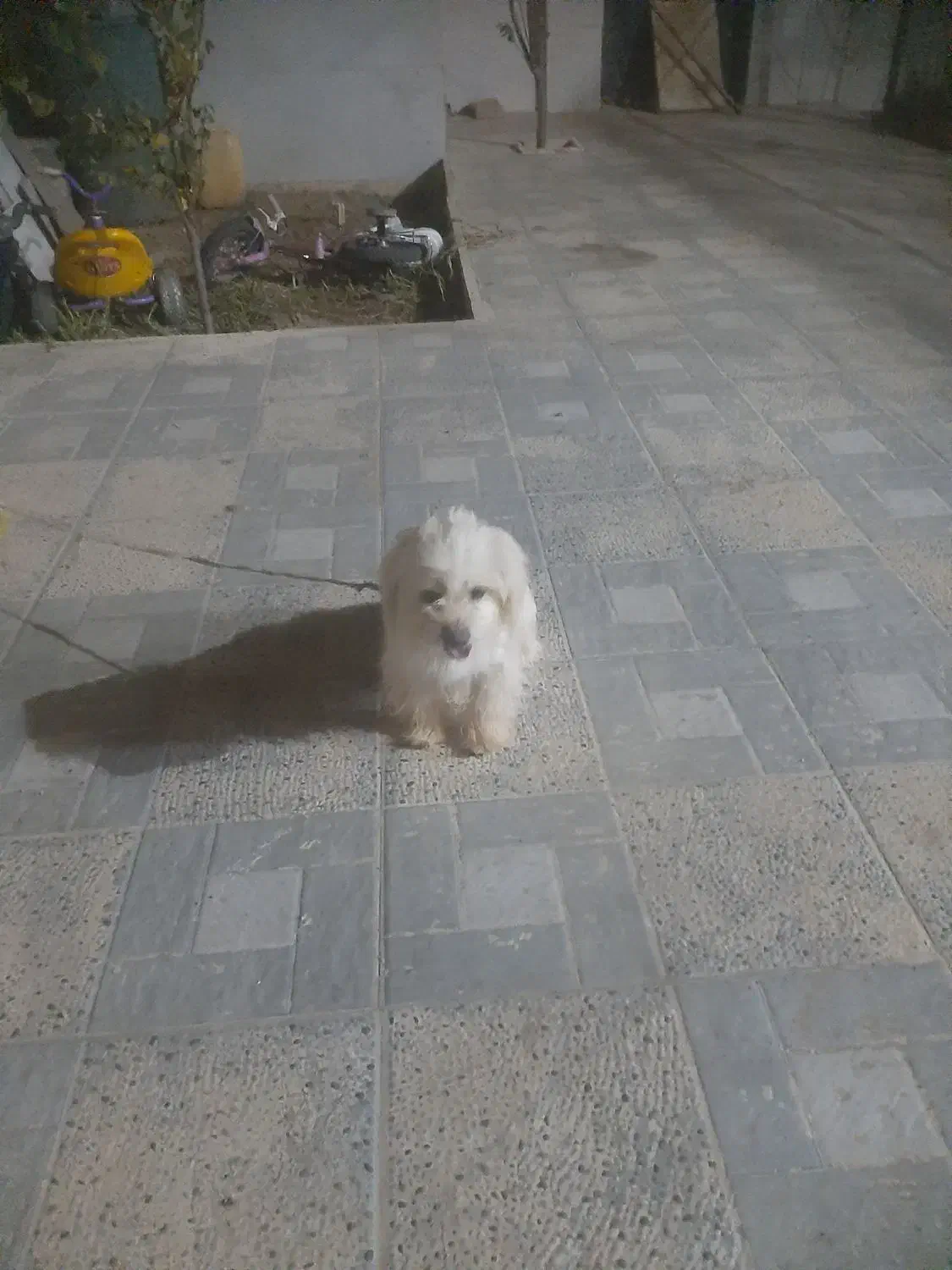 سگ پاکوتاه ماده|سگ|انگوران, |دیوار