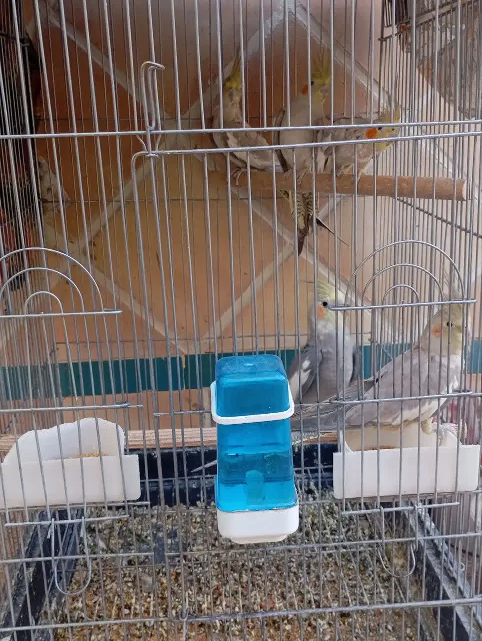 عروس هلندی نر و ماده اماده قیمت مناسب|پرنده|یزد, |دیوار