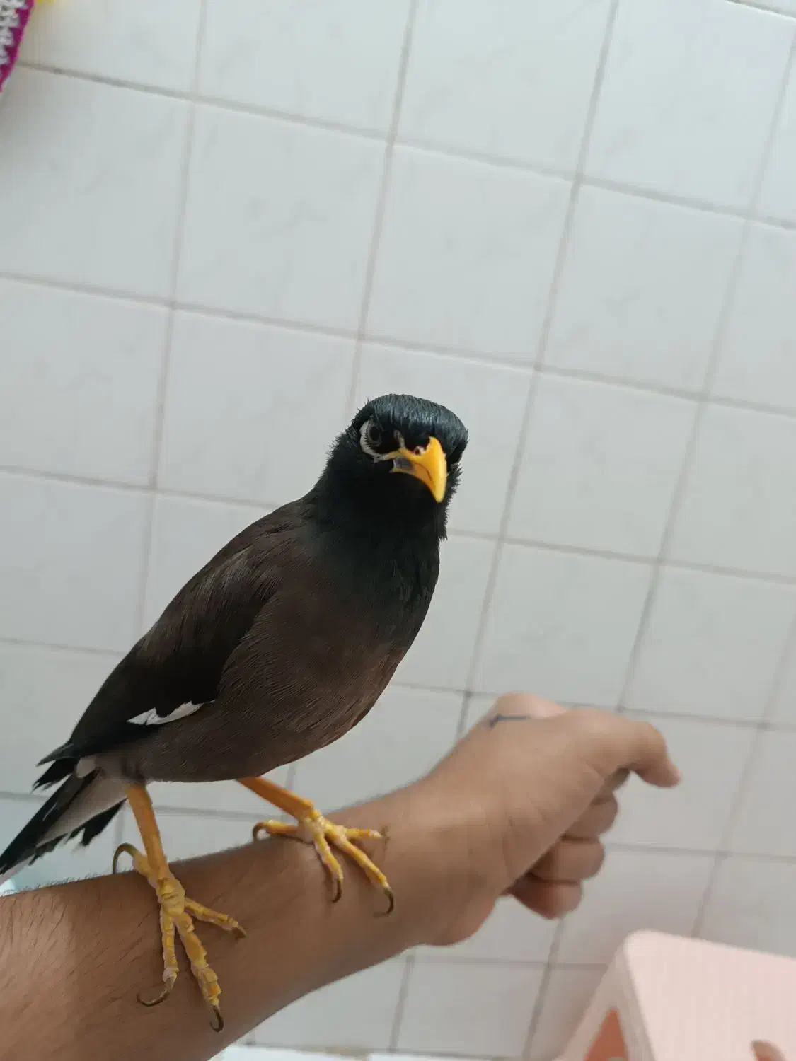 مینا سخنگو|پرنده|پاکدشت, پاکدشت (مامازند)|دیوار