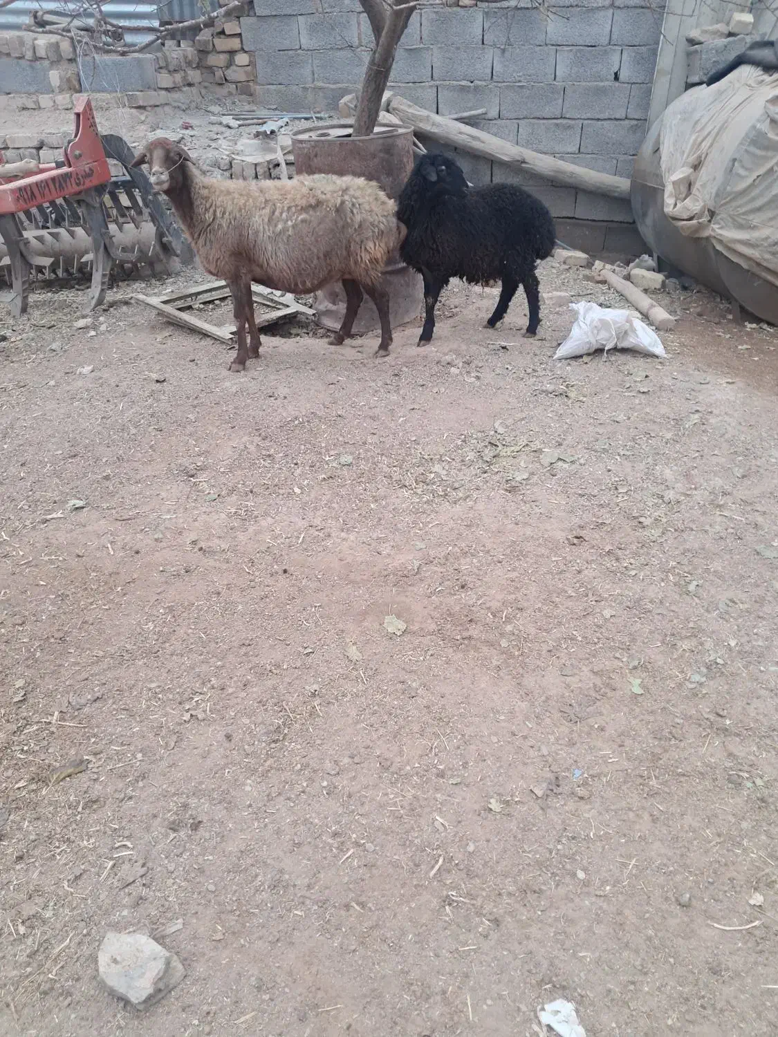 میش با بره بزرگ|حیوانات مزرعه|فرمهین, |دیوار