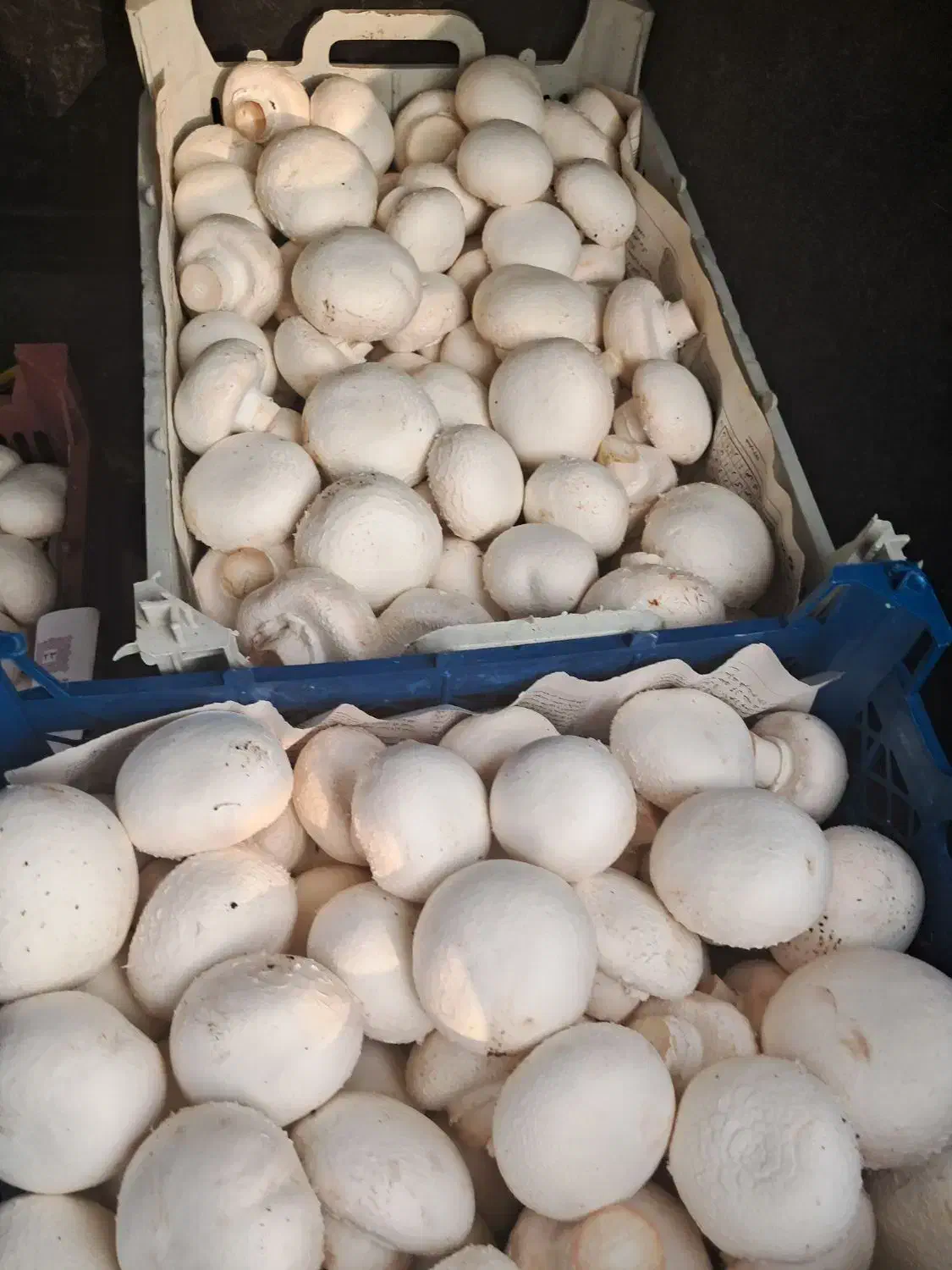 فروش قارچ کلی و جزئ|خوردنی و آشامیدنی|اسالم, |دیوار