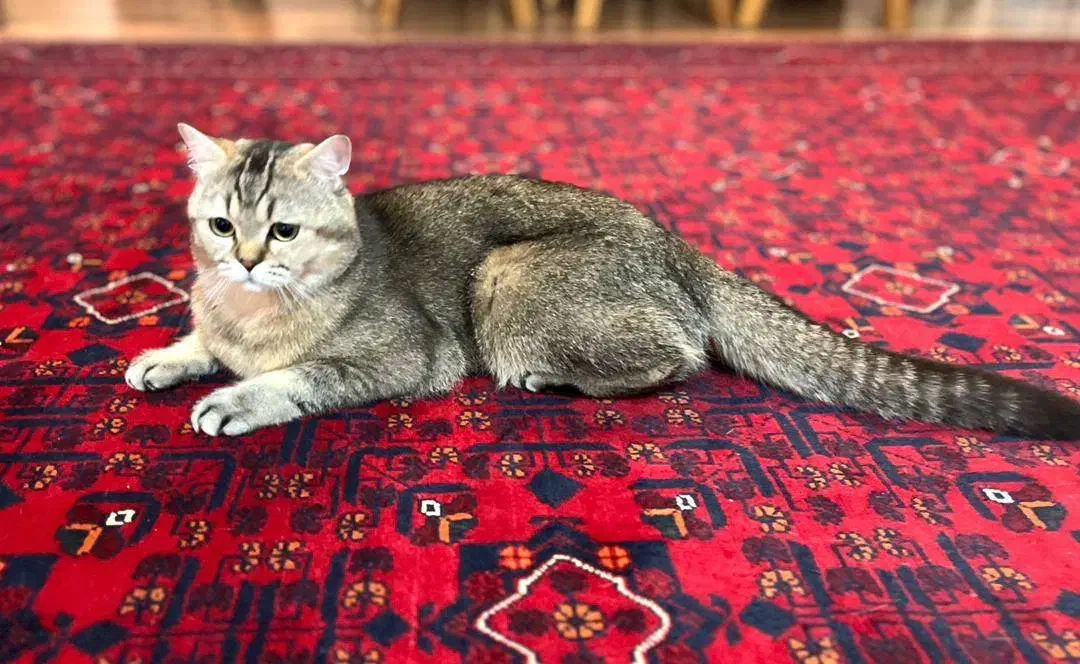 فروش گربه بریتیش اسکاتیش|گربه|آمل, |دیوار