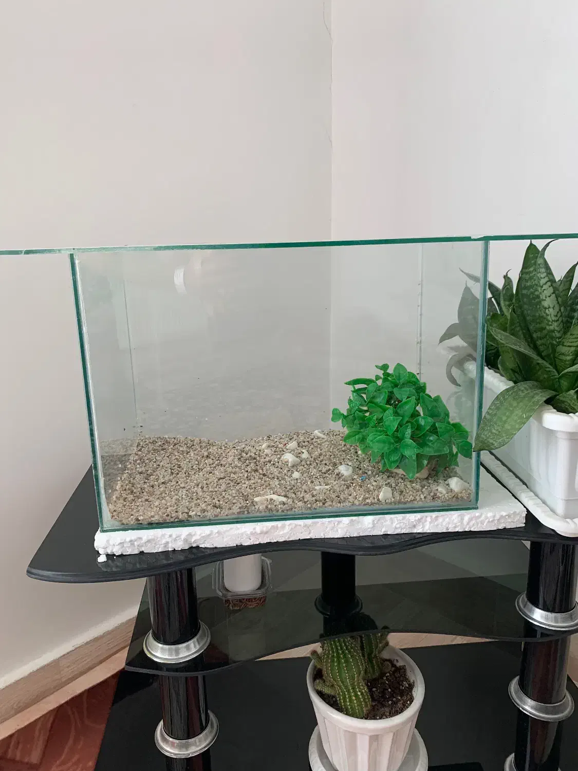 اکواریوم|ماهی|اهر, |دیوار