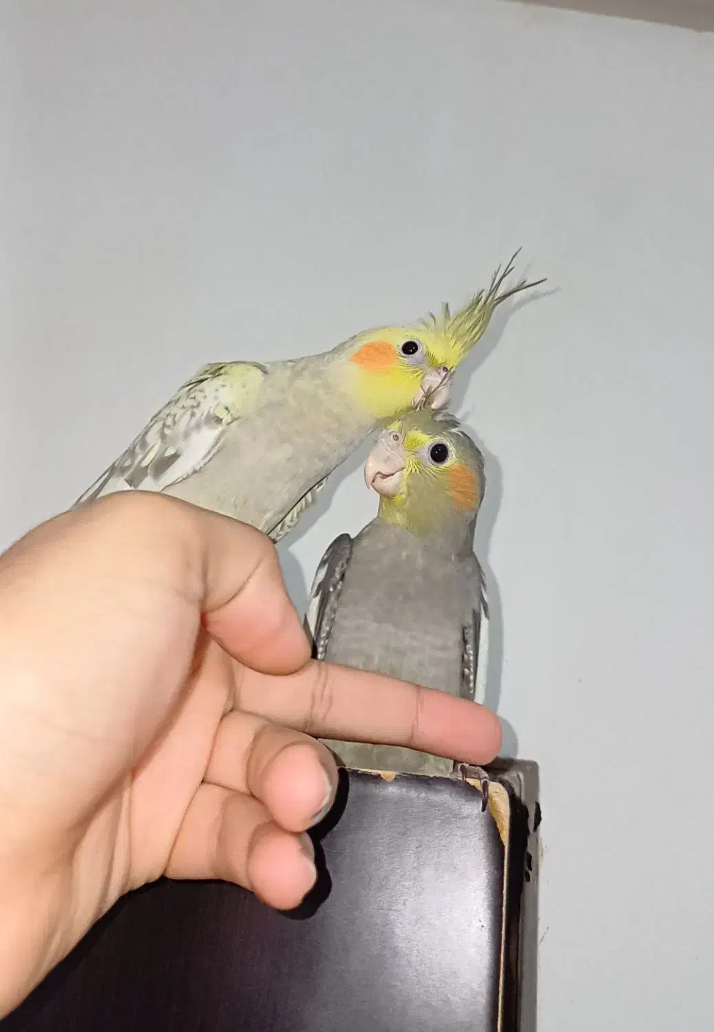 جوجه عروس.نروماده.۳ماهه فول رام و دستی.|پرنده|لاهیجان, لیالستان|دیوار