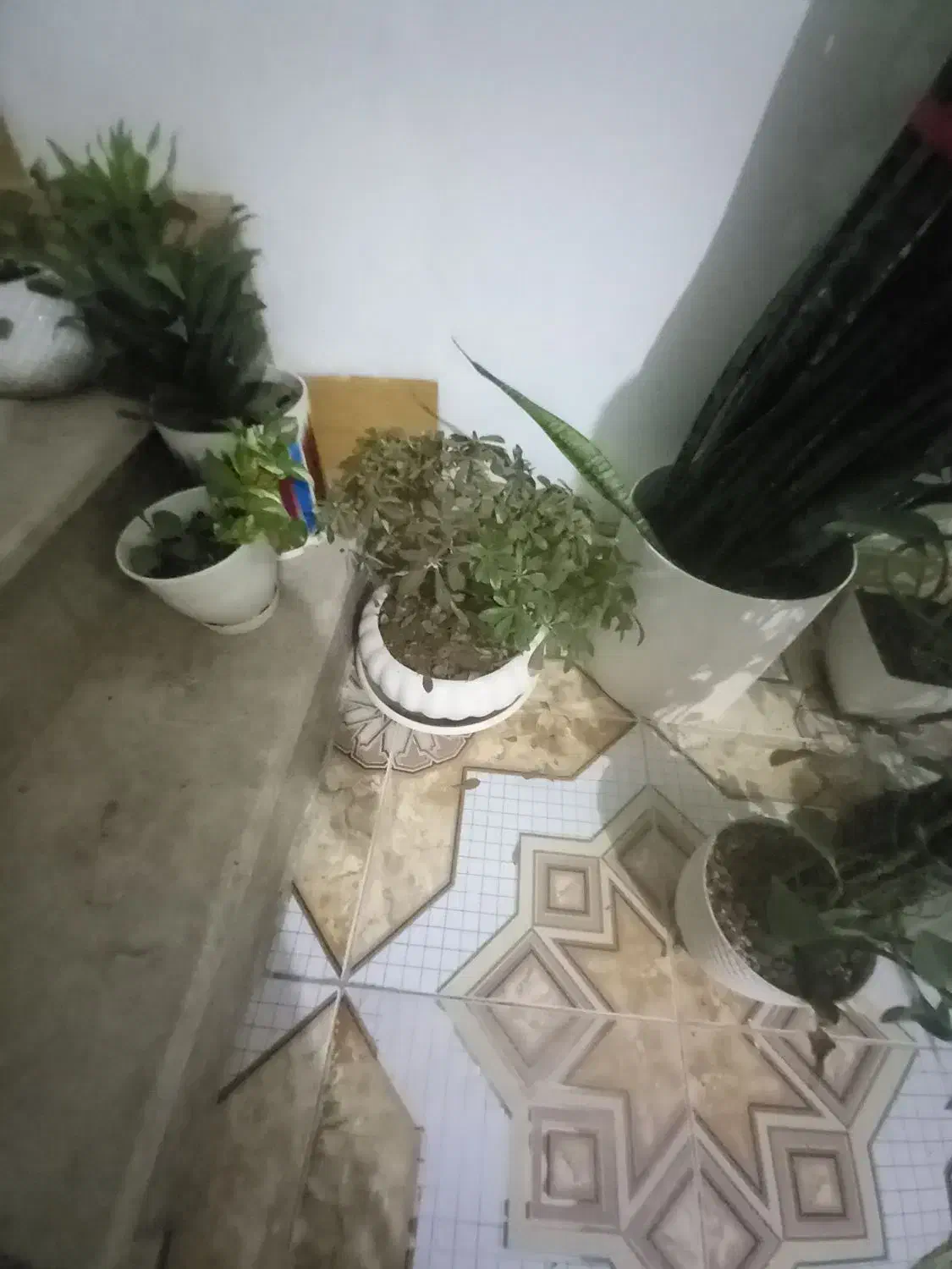 گل طبیعی|گل و گیاه طبیعی|شیراز, کفترک|دیوار