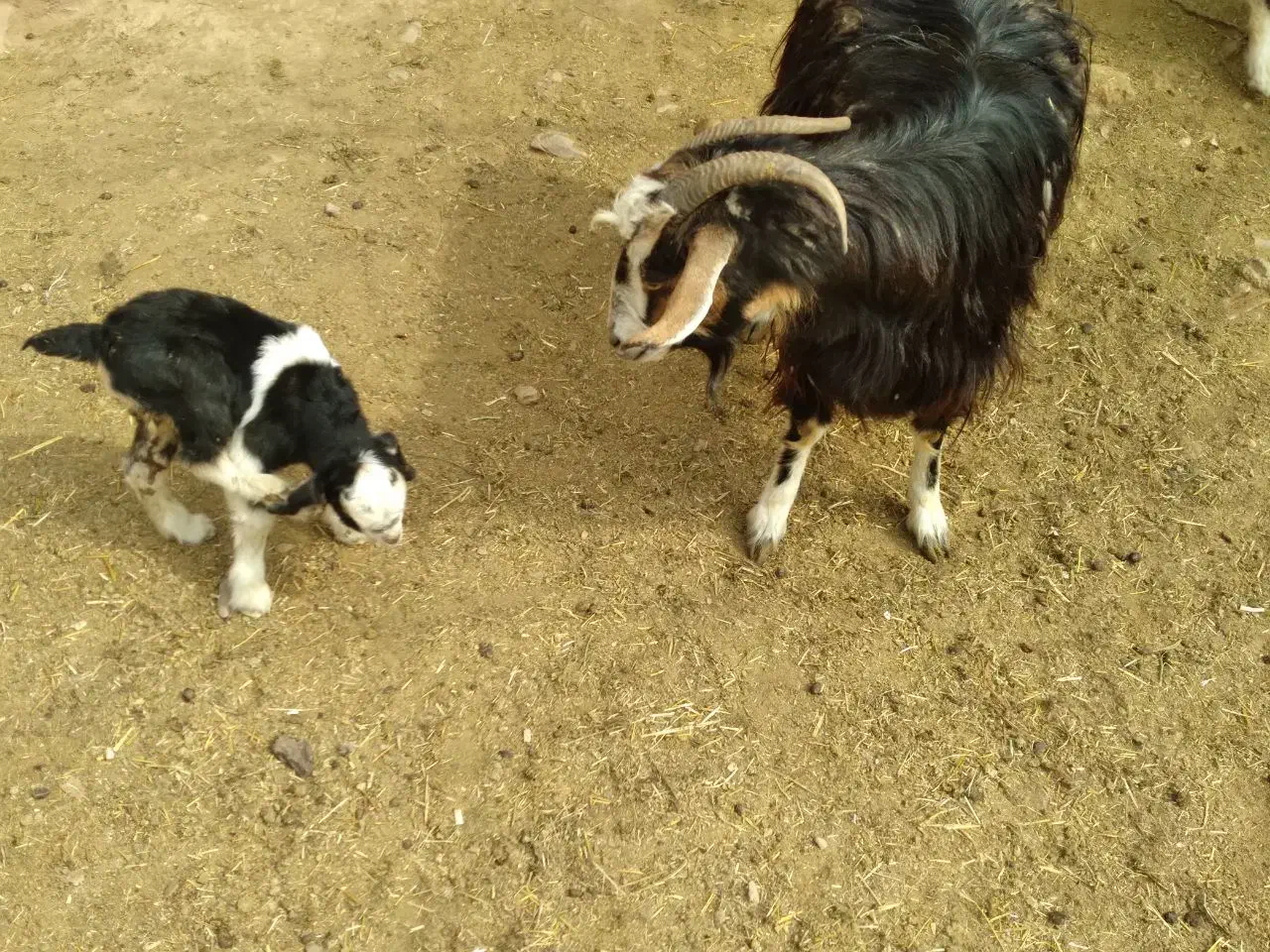 سه عددبزماده فروخته میشود|حیوانات مزرعه|جاجرود, |دیوار