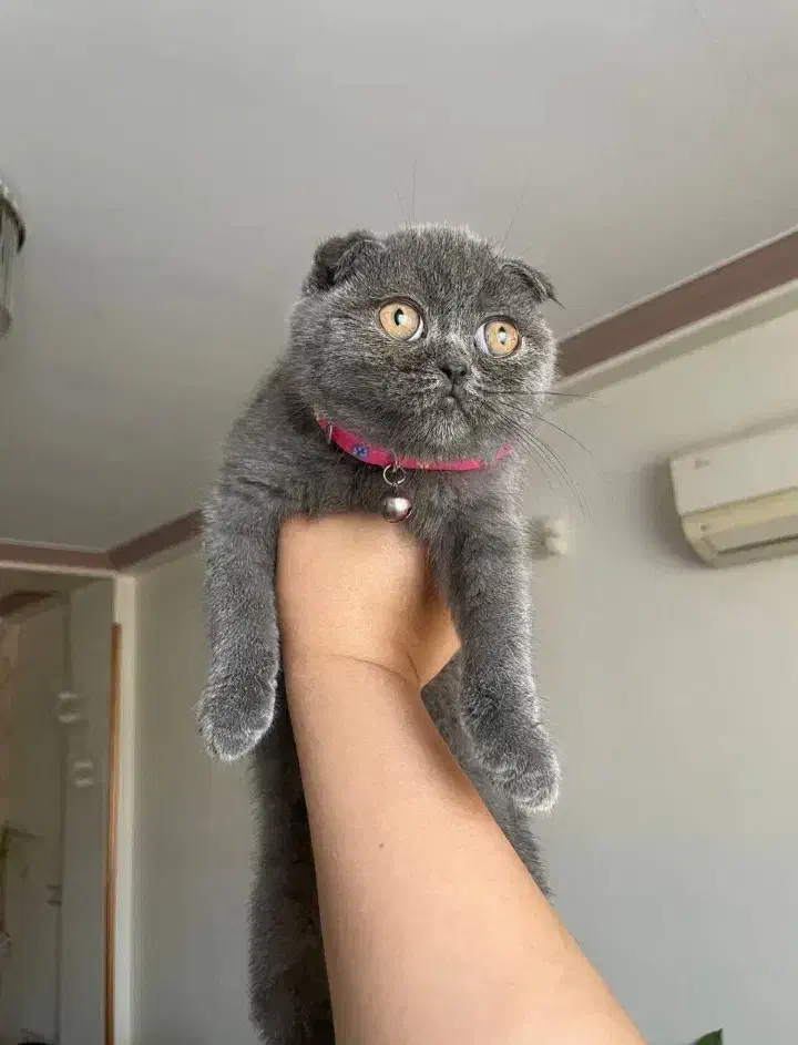 اسکاتیش دل فولد بلو|گربه|قائمشهر, |دیوار