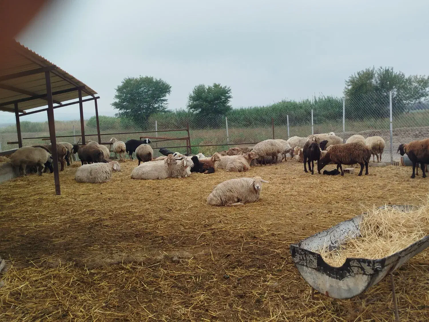 گوسفند|حیوانات مزرعه|اصلاندوز, |دیوار