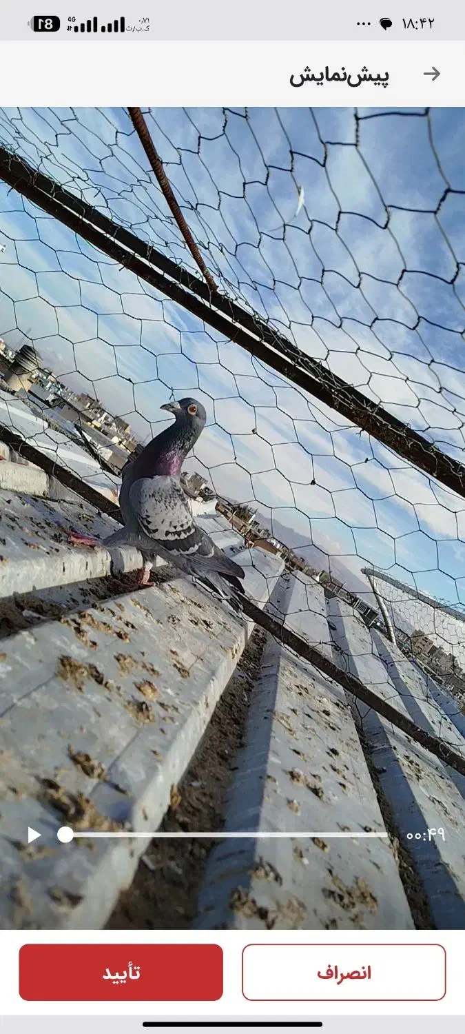 کفتر جان آردن و شهری سرک دم سفید|پرنده|شیراز, کوشک میدان|دیوار