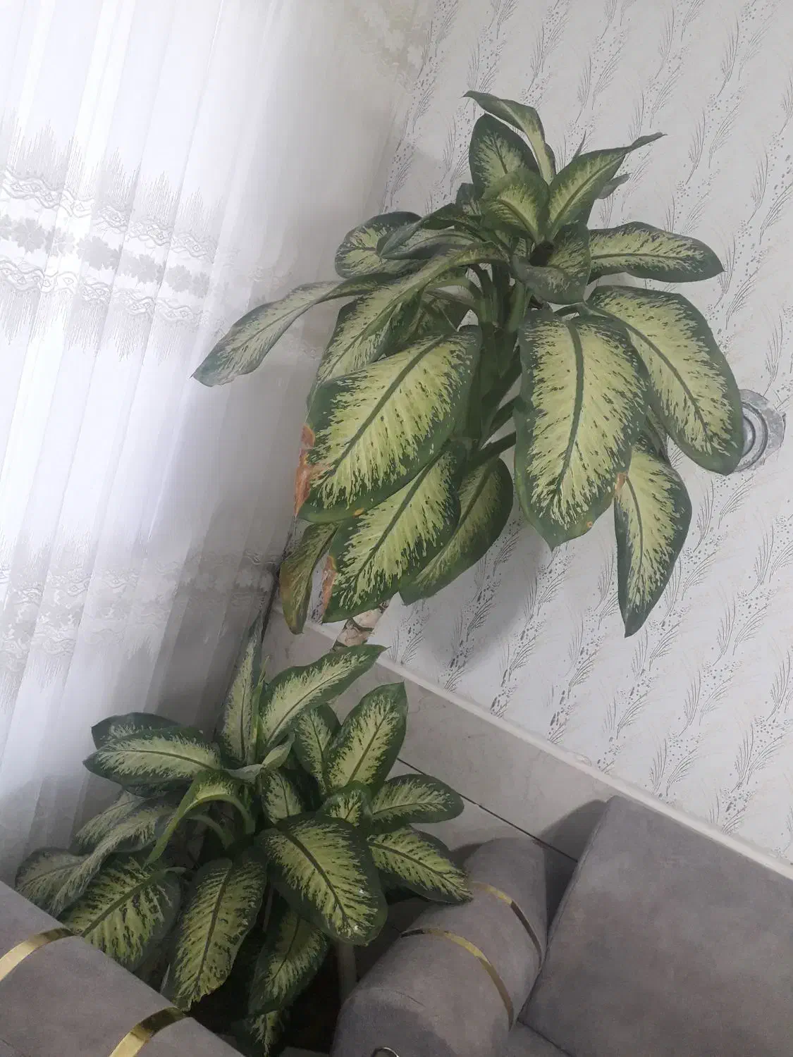 گل دیفن|گل و گیاه طبیعی|گناباد, |دیوار