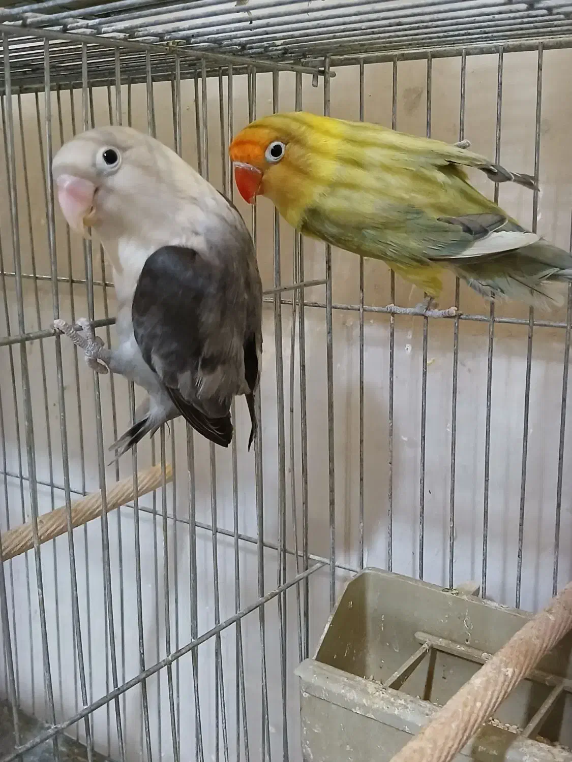 جفت کوتولهمولدپاربلو دبل فکتور وپاربلوبلک سرسفید|پرنده|قم, مهر آباد|دیوار