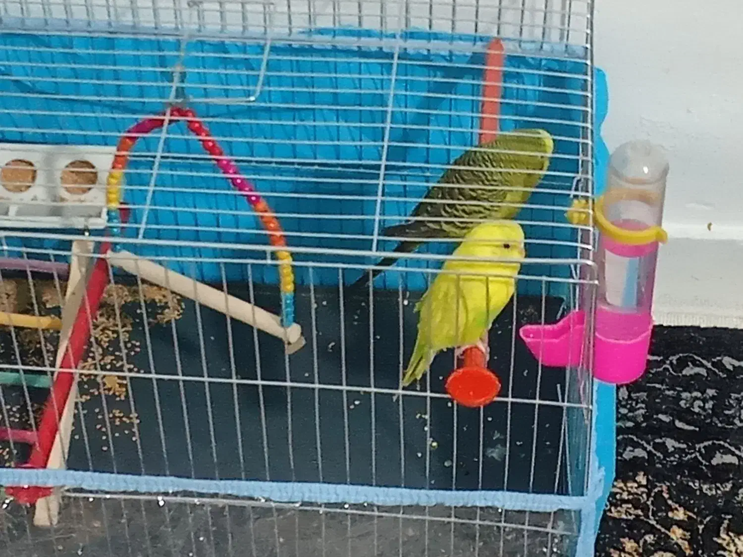 یک جفت مرغ عشق|پرنده|شیراز, دارالرحمه|دیوار