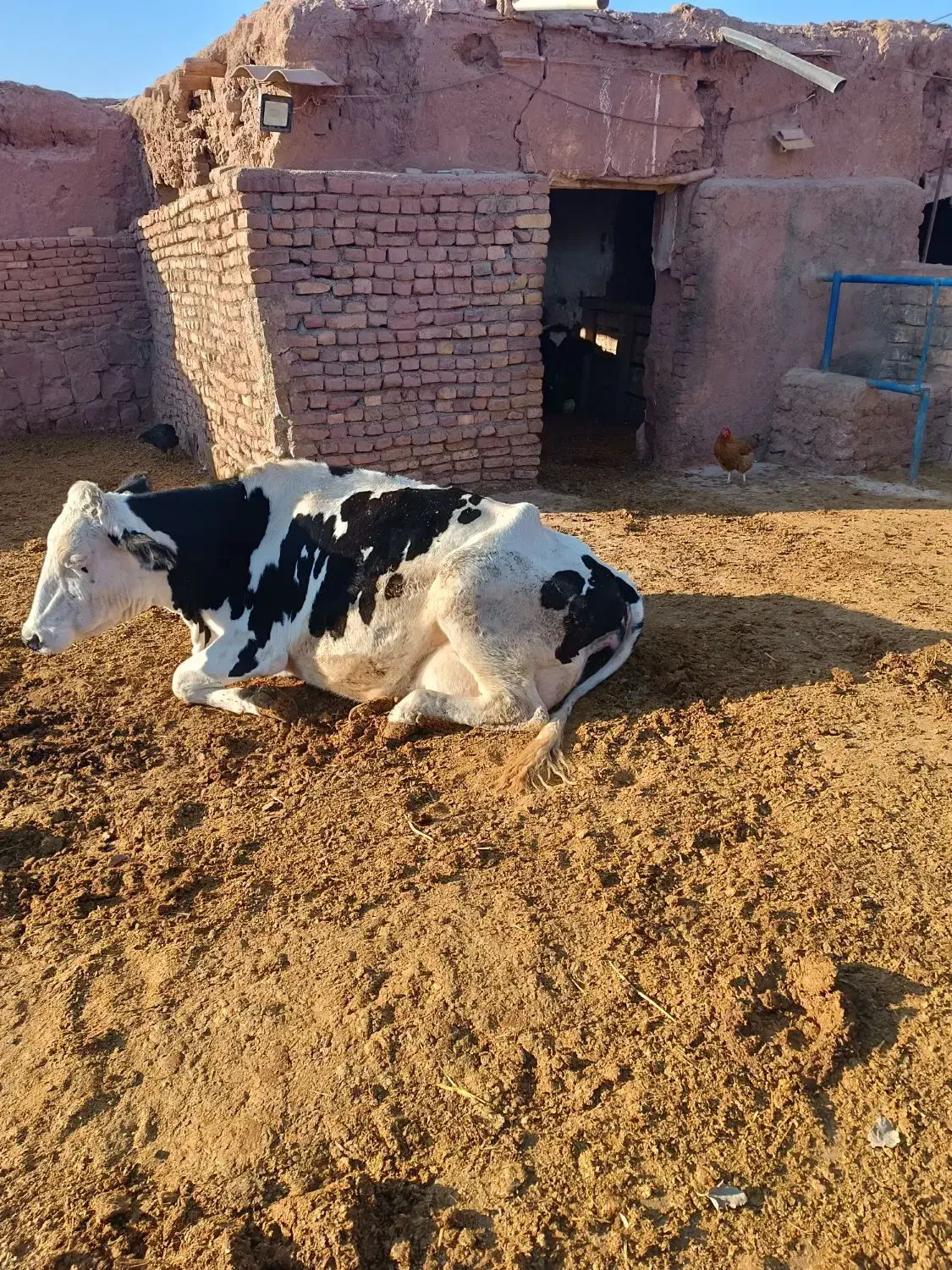 گاو شیری سیمینتال با گوساله|حیوانات مزرعه|چناران, |دیوار