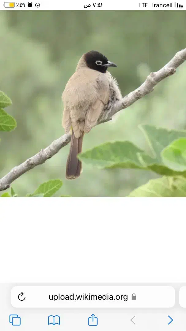 گمشده دم زرد|پرنده|اهواز, شهرک نفت|دیوار