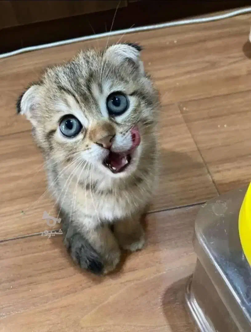 اسکاتیش فولد دو رگه فروش(واگذاری)|گربه|آمل, |دیوار