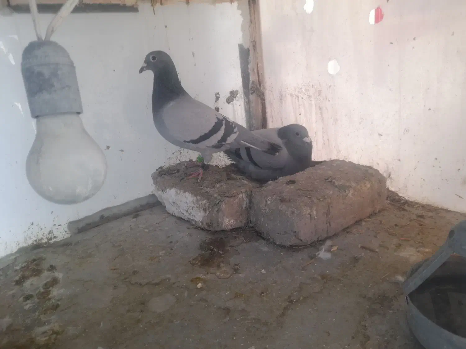 کبوتر مسافتی|پرنده|مشهد, فرخد|دیوار