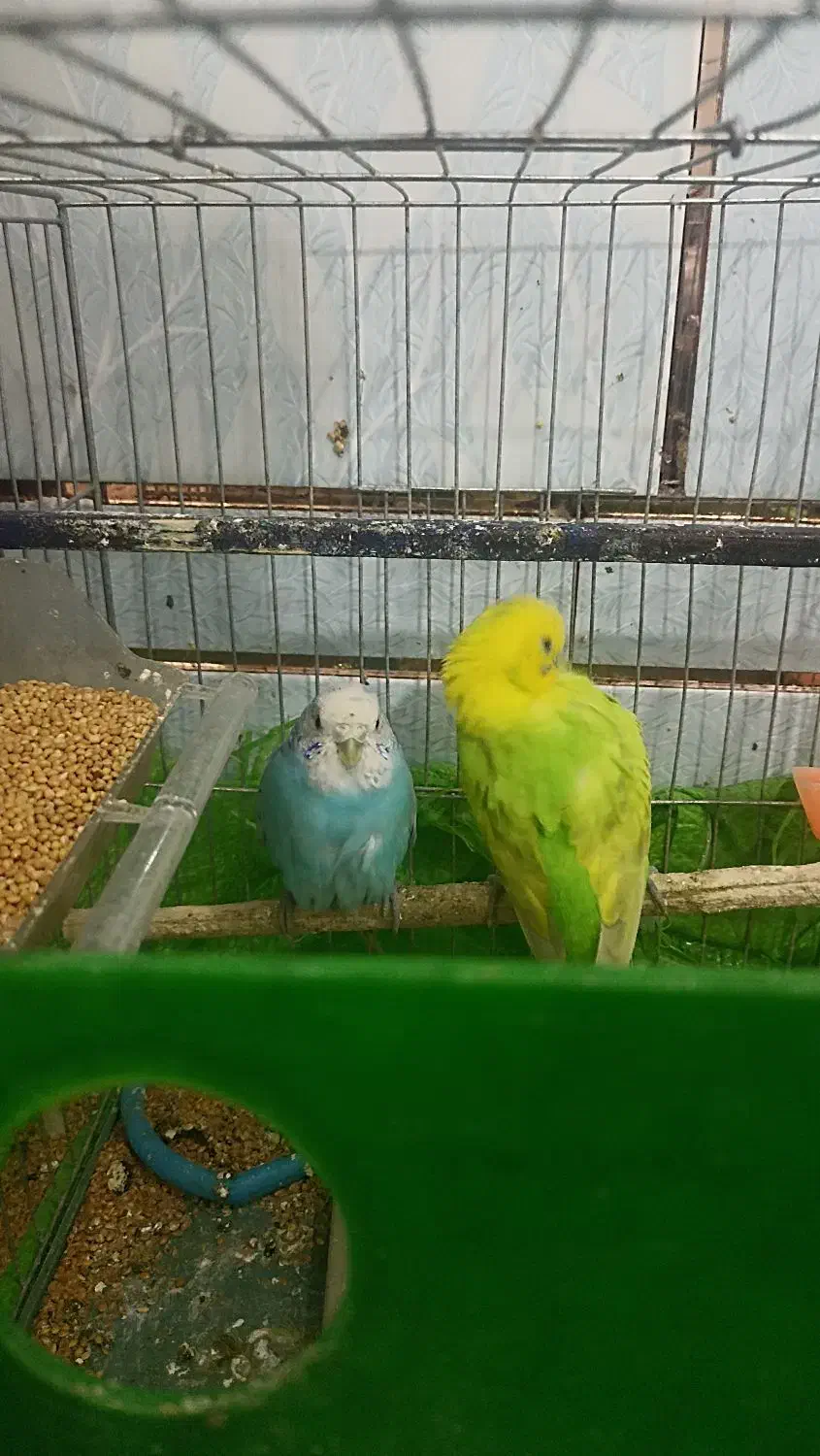 مرغ عشق|پرنده|اهواز, کوی مندلی(سه راه خرمشهر)|دیوار