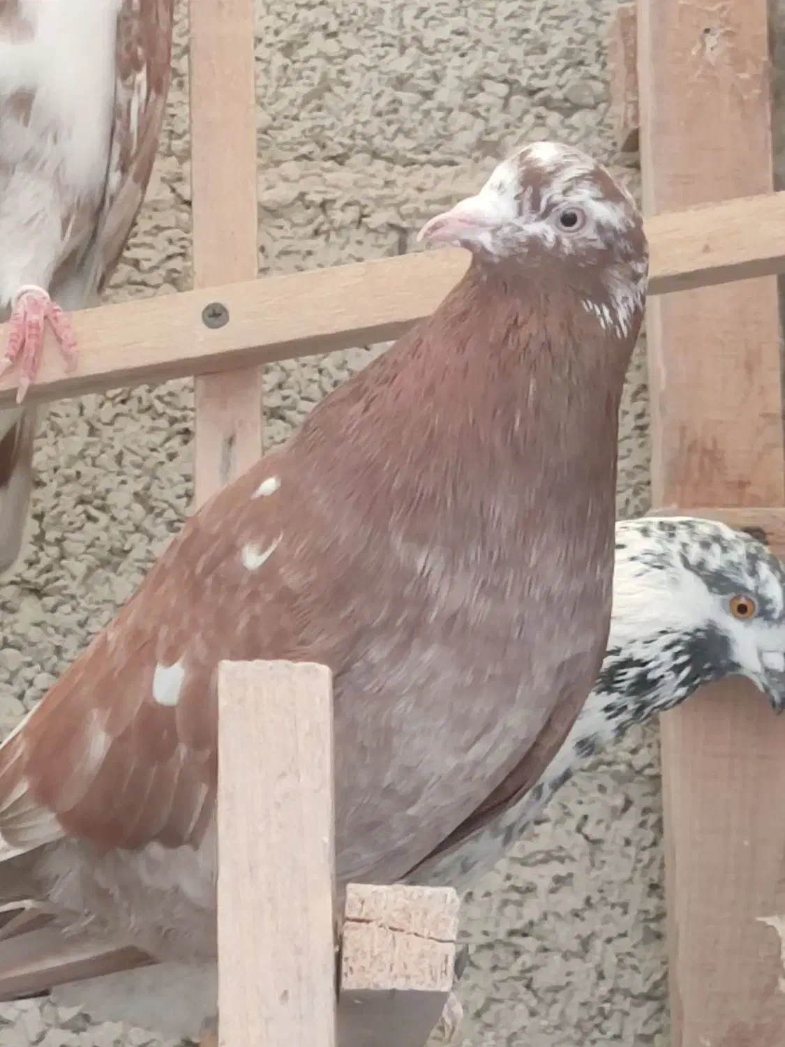 نرهای بلندپرواز|پرنده|رشت, کوی مهر|دیوار