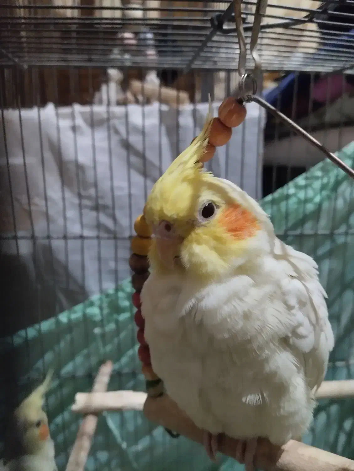 مرغ عشق|پرنده|اندیشه, شهرک المهدی|دیوار