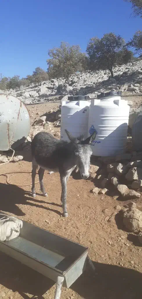 دو عدد کره خر|حیوانات مزرعه|ایذه, |دیوار