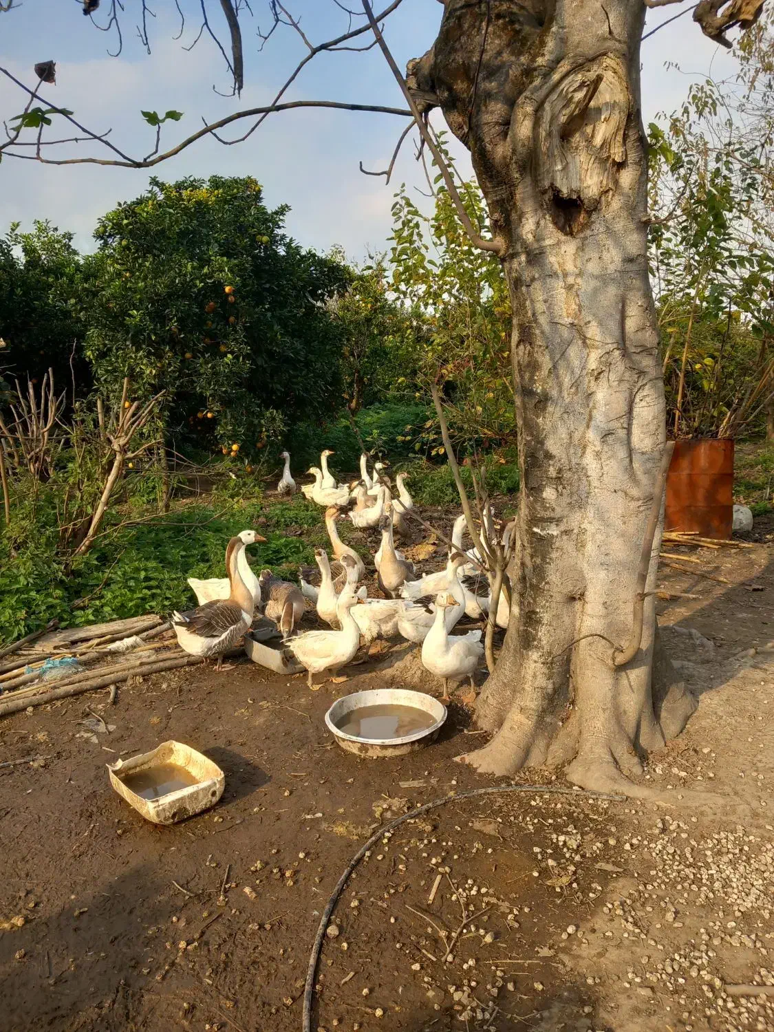 قوغاز  لیندا و آفریقایی جوان برای تخم گذاری|حیوانات مزرعه|زرگرشهر, |دیوار