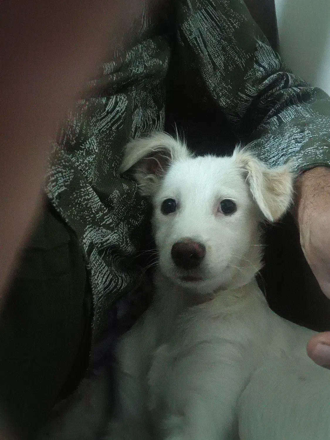 اشپتیز|سگ|اصفهان, عمان سامانی|دیوار