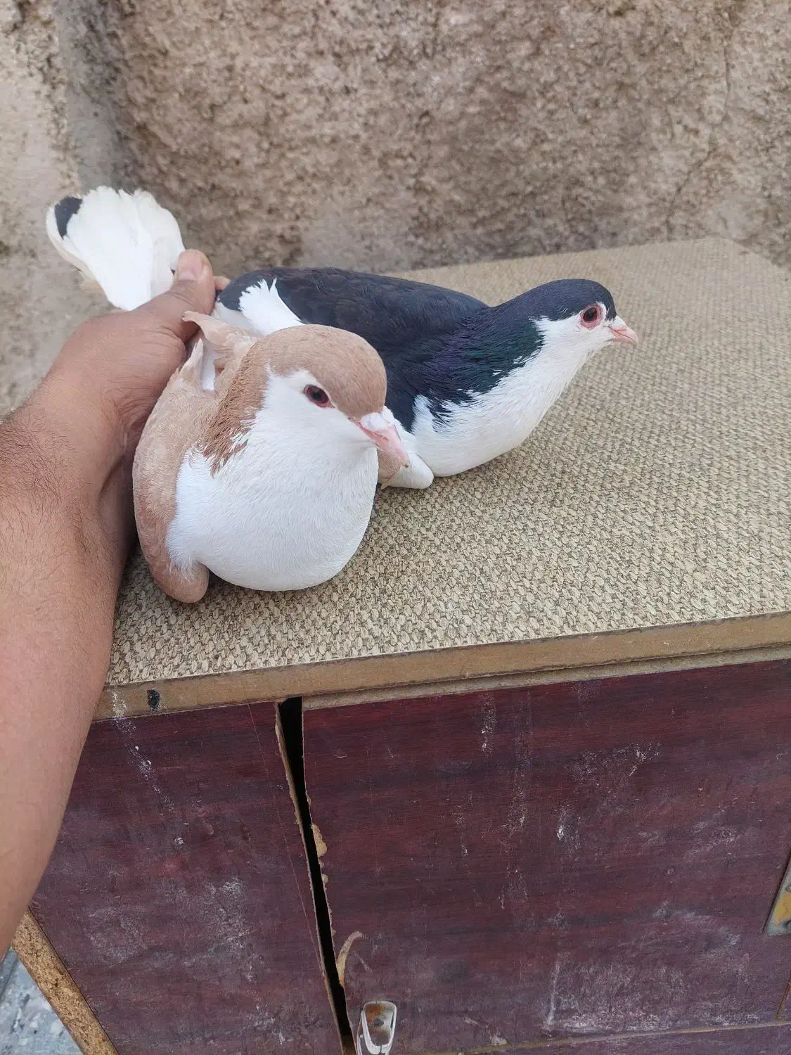 یکجفت کبوتر ساده|پرنده|پاکدشت, پاکدشت (مامازند)|دیوار