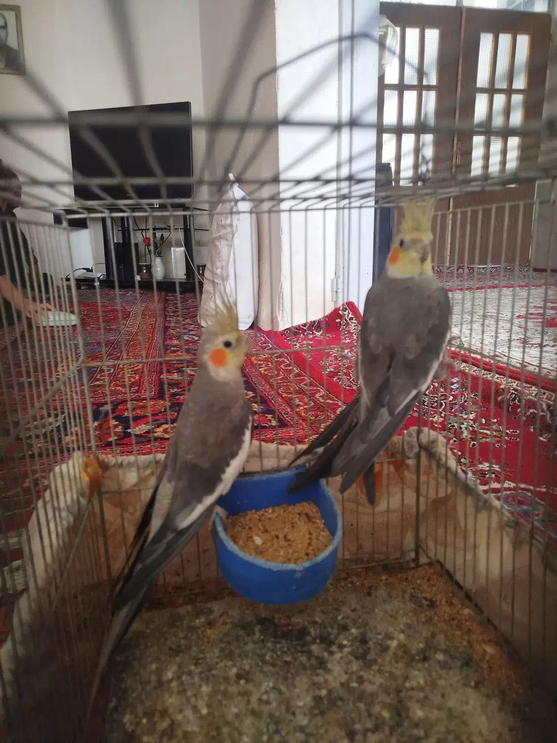 عروس هلندی|پرنده|سبزوار, شهدا|دیوار