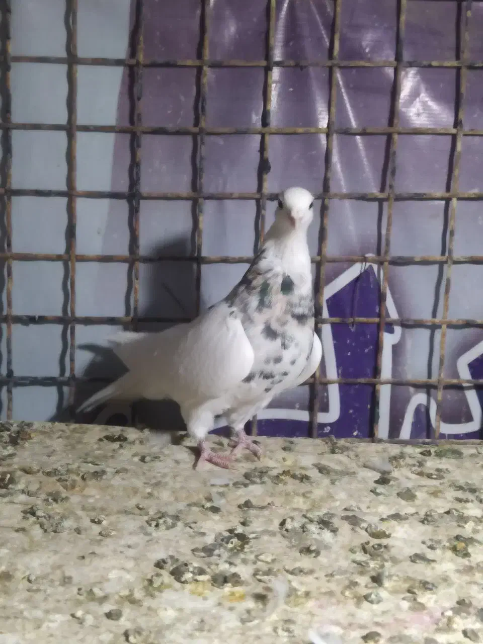 طوقی هفت رنگ آس|پرنده|شاهرود, |دیوار