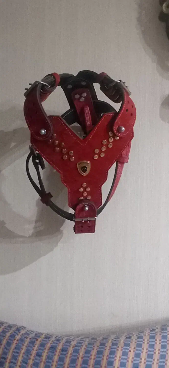 قلاده کتفی چرمی سگ،قلاده گردنی،معاوضه با گوشی،ظبط|لوازم جانبی حیوانات|نسیمشهر, |دیوار