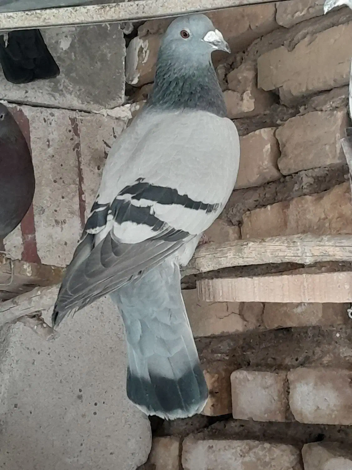 پلاکی|پرنده|سیرجان, |دیوار