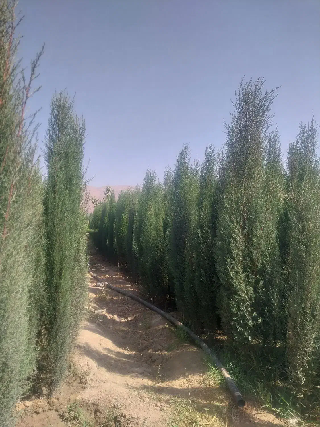 نهال پرتقال|خدمات باغبانی و درختکاری|شیراز, سرو|دیوار