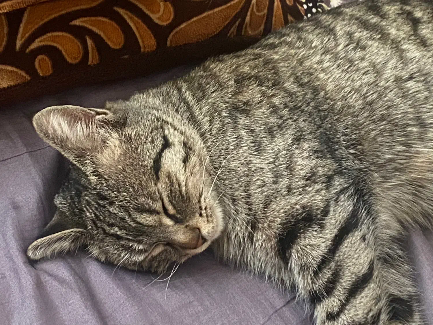 واگذاری گربه|گربه|شهرکرد, |دیوار