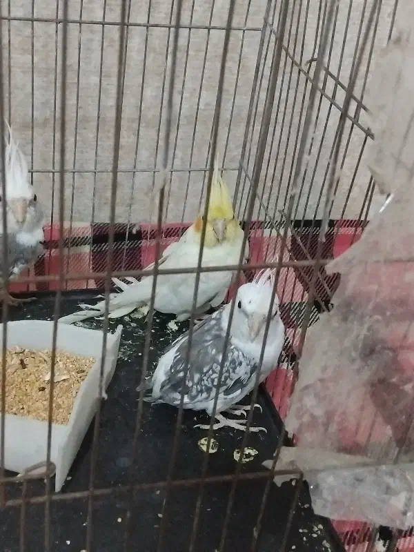 عروس هلندی|پرنده|رباط‌کریم, نصیرشهر|دیوار