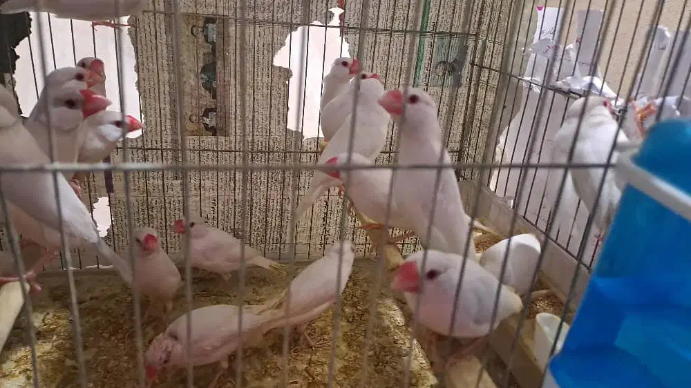 فنج نرگسی کرم لایت چشم قرمز جفت یک میلیون و هشتصد|پرنده|بندرعباس, |دیوار