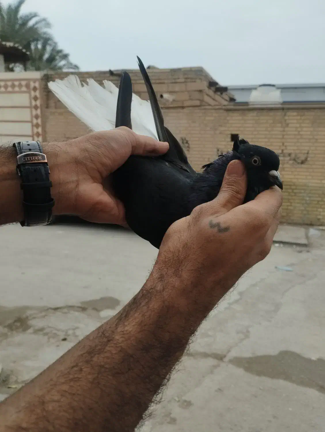 اشعل ماده|پرنده|باوی, |دیوار