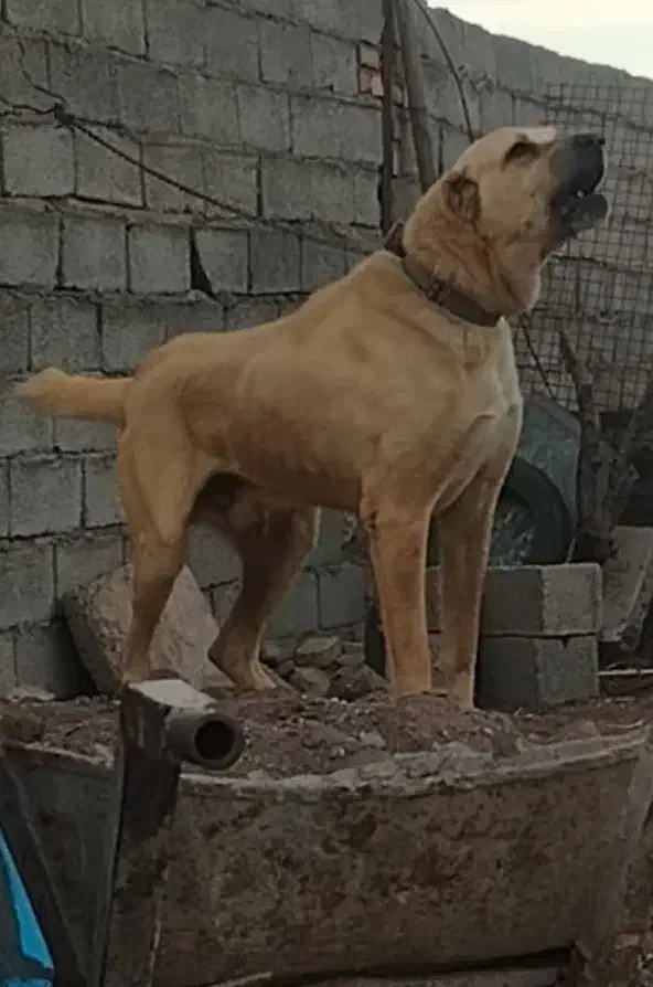 سگ سرابی اصیل|سگ|رفسنجان, |دیوار