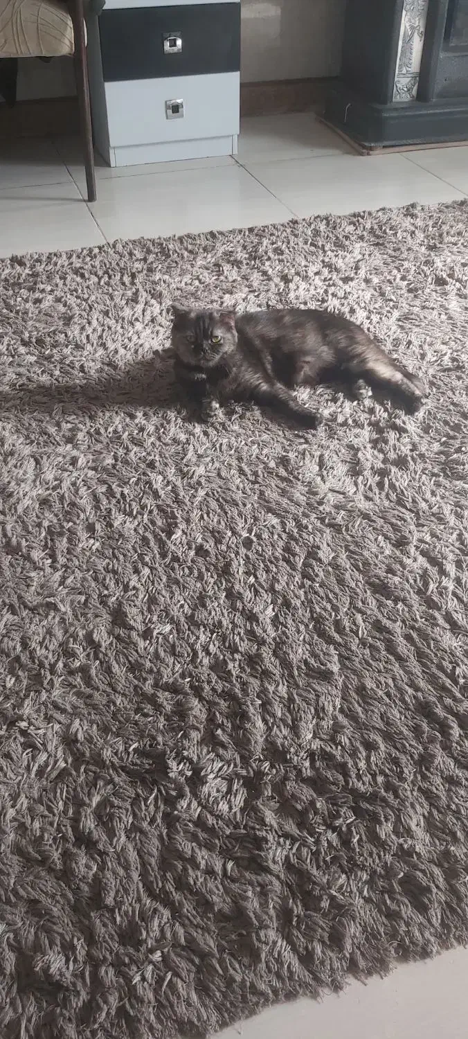 گربه اسکاتیش دبل فولد ماده فحل|گربه|تهران, شهرک دریا|دیوار