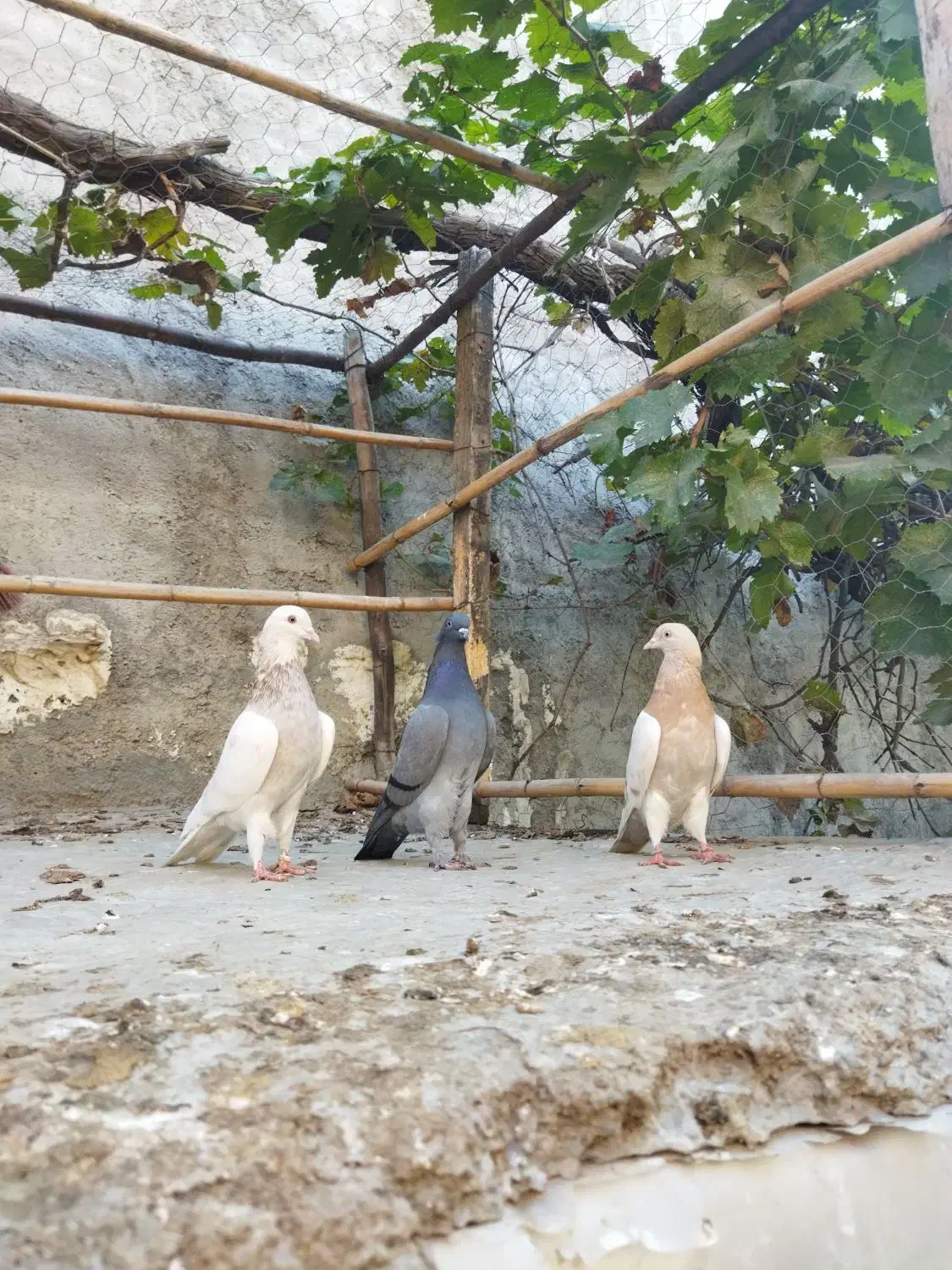 کفتر پرشی|پرنده|آق قلا, |دیوار