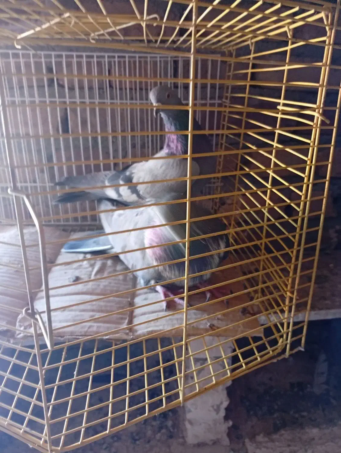 پرشی|پرنده|میاندوآب, |دیوار