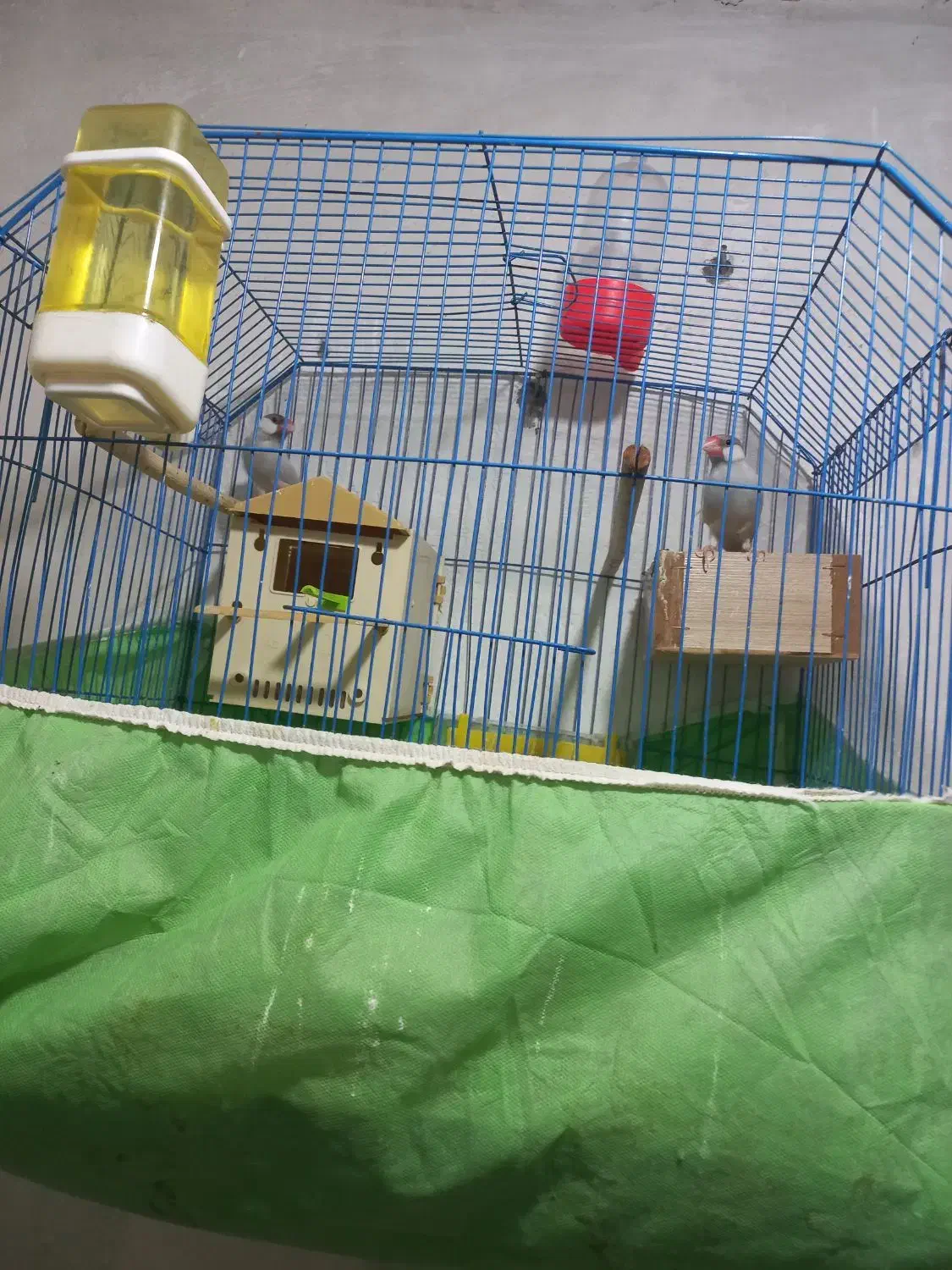 فنج|پرنده|خرمشهر, |دیوار