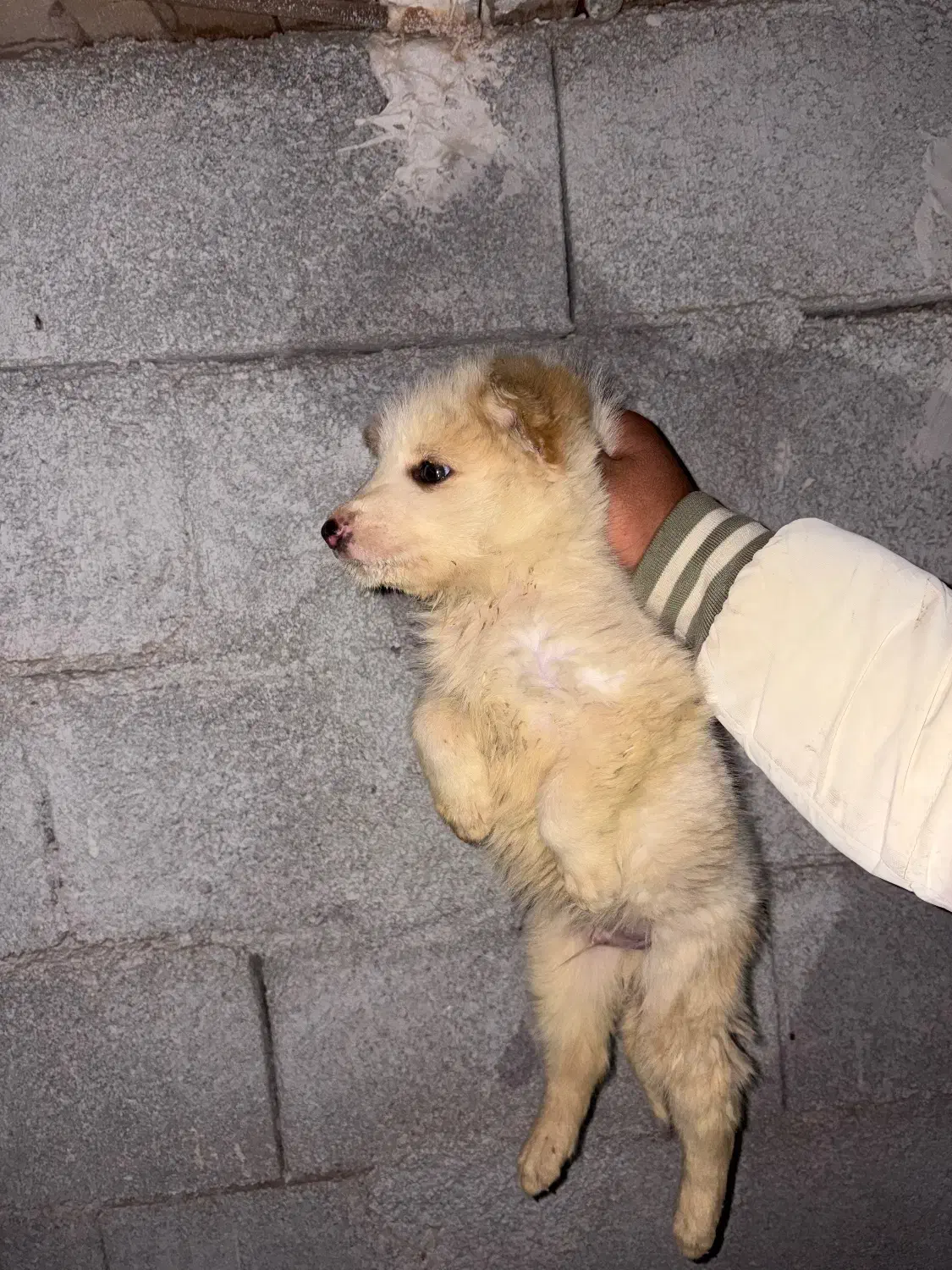 توله آلابای|سگ|شاهرود, |دیوار